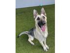 Adopt Lynda a German Shepherd Dog, Mixed Breed