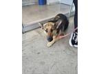 Adopt Blue Jay a German Shepherd Dog, Mixed Breed