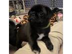 Pug Puppy for sale in Prineville, OR, USA