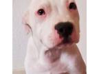 American Pit Bull Terrier Puppy for sale in Bakersfield, CA, USA