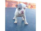 American Pit Bull Terrier Puppy for sale in Bakersfield, CA, USA