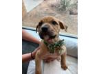 Adopt PRINCESS BUTTERCUP a Labrador Retriever, Mixed Breed