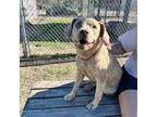 Adopt Bailey a Labrador Retriever