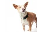 Adopt Whitney a Terrier