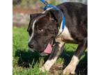 Adopt Dixie D44781 a Pit Bull Terrier, Shar-Pei