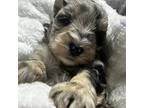 Schnauzer (Miniature) Puppy for sale in Atoka, OK, USA
