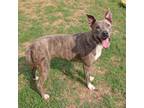 Adopt Maxine a Greyhound, American Staffordshire Terrier