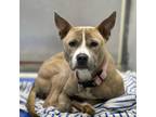 Adopt MARIE a American Staffordshire Terrier, Mixed Breed