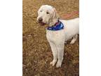 Adopt Ava a Poodle, Labrador Retriever