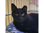 Adopt Margie a American Shorthair