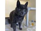 Adopt Lissandra a Domestic Short Hair