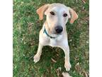 Adopt Iceberg a Labrador Retriever, Husky