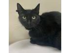 Adopt Madame Butterfly a Domestic Short Hair