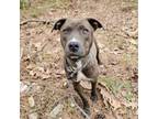 Adopt Ivy a American Staffordshire Terrier