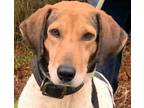 Adopt ANGELINA a Treeing Walker Coonhound