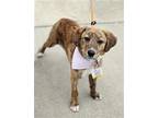 Adopt Pansy G a Plott Hound, Labrador Retriever