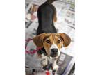 Adopt Jenny G a Treeing Walker Coonhound