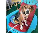 Adopt Jenny G a Treeing Walker Coonhound