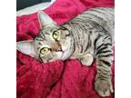 Adopt Mama Mia a Domestic Short Hair