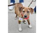 Adopt Petal G a Plott Hound, Labrador Retriever