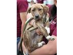Adopt Posey G a Plott Hound, Labrador Retriever