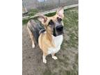 Adopt Ruffles a Mixed Breed