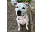 Adopt Cally a Pit Bull Terrier, Mixed Breed