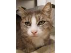 Adopt Aubergine a Domestic Short Hair