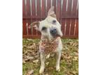 Adopt Precious a Mixed Breed