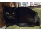 Adopt MAGPIE a Domestic Short Hair