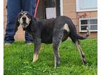 Adopt MISSY a Bluetick Coonhound