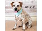 Adopt Jelly Bean a Cattle Dog