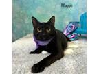 Adopt Maggie a Domestic Short Hair