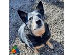 Adopt Lucy a Cattle Dog, Australian Cattle Dog / Blue Heeler