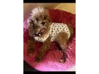 Adopt Mira a Miniature Poodle