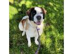 Adopt Gladys - Costa Mesa Location a Saint Bernard