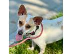 Adopt Mersey - Chino Hills Location a Jack Russell Terrier