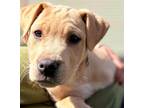 Adopt Meadowlark a Labrador Retriever