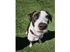 Adopt Merry Poe a Mixed Breed