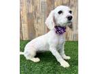Adopt Lacy a Poodle