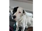 Adopt Luna a Great Pyrenees, Great Dane