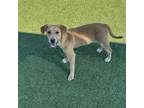 Adopt Malibu a Hound