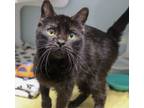 Adopt Elvira a Domestic Short Hair