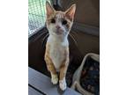 Adopt Linden a Domestic Short Hair