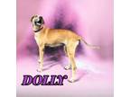 Adopt Dolly a Great Dane