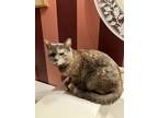 Adopt Sadie - ET a Domestic Short Hair