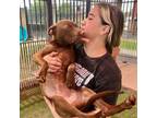 Adopt Sweet Pea a Vizsla