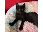 Adopt Chibi a Domestic Short Hair