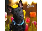 Adopt Genie - PAWS a Mixed Breed