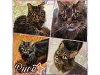 Adopt Puce a Domestic Long Hair